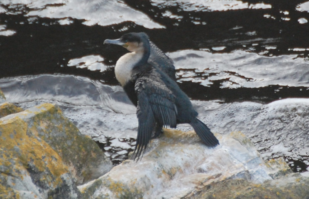 dal Sud Africa: Cormorano pettobianco(Phalacrocorax lucidus)